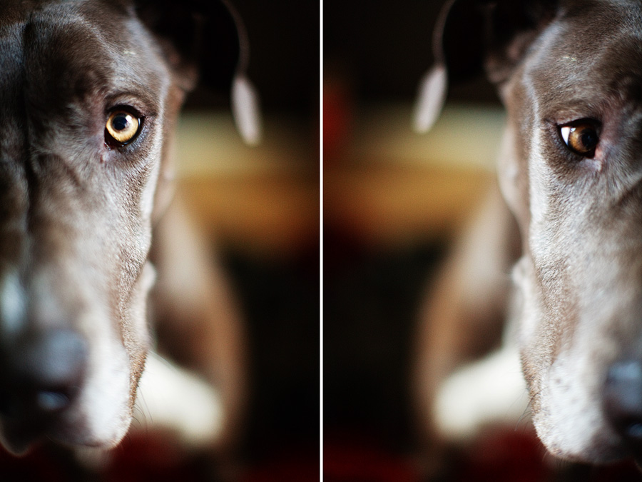 smalldog smalldog